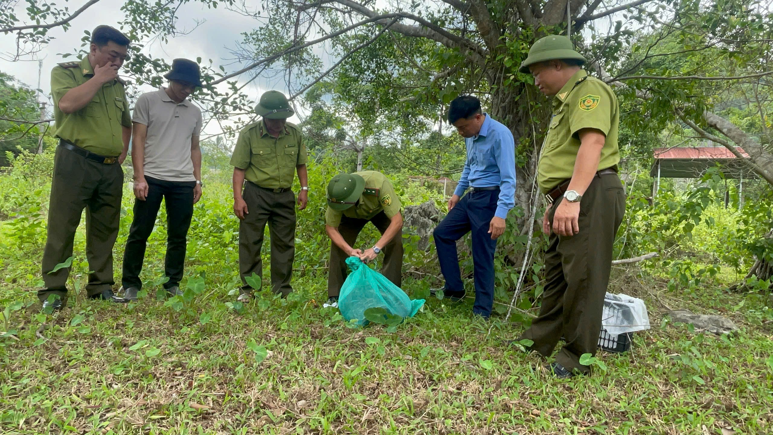 Cứu hộ và thả thành công về  môi trường tự nhiên  01 cá thể Trăn đất